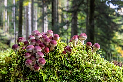 Brickred_Hypholoma_Hypholoma_lateritium_clump_on_an_old_mossy_stump_in_autumn_in_a_mixed_forest_near