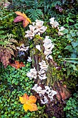 Jelly tooth (Pseudohydnum gelatinosum) on an old deadwood trunk in autumn, mixed forest near Le Tholy, Vosges, France