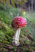 Fly agaric (Amanita muscaria)