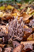 Grey Coral Fungus (Clavulina cinerea) or Upright Coral fungus (Ramaria stricta) to be confirmed, in a lowland deciduous forest in autumn, Forêt de la Reine massif near Ansauville, Lorraine, France