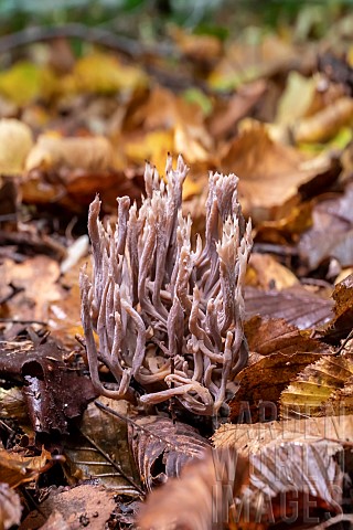 Grey_Coral_Fungus_Clavulina_cinerea_or_Upright_Coral_fungus_Ramaria_stricta_to_be_confirmed_in_a_low