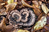 Turkey tail (Trametes versicolor) in lowland deciduous forest in autumn, Forêt de la Reine massif near Ansauville, Lorraine, France