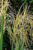 Golden Oat, Stipa gigantea
