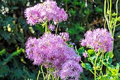 Greater Meadow Rue, Thalictrum aquilegifolium Purpureum, flowers