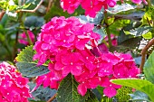 French hydrangea, Hydrangea macrophylla Masja, flowers