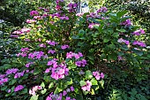 French hydrangea, Hydrangea macrophylla Teller Rose in bloom