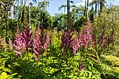 False Spirea, Astilbe chinensis var davidii Jo Ophorst, in bloom