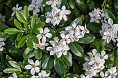 Repeat flowering Mexican orange (Choisya ternata) in autumn