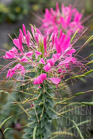 Spiny_spiderflower_Cleome_hassleriana_Pink_Queen