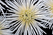 White Spider Mum (Chrysanthemum x grandiflorum)