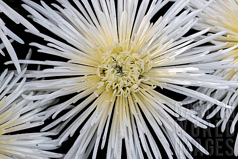 White_Spider_Mum_Chrysanthemum_x_grandiflorum