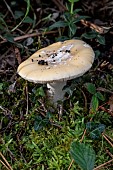 Gemmed amanita (Amanita gemmata), Cotes-dArmor, France