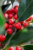 Holly (Ilex aquifolium) berries in november, Cotes-dArmor, France