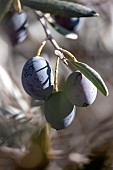 Olives Aglandau fruits, Bouches-du-Rhone, France