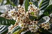 Loquat (Eriobotrya japonica) flowers, Gard, France