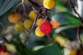 Strawberry tree (Arbutus unedo) fruits in autumn, Gard, France