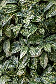 Spotted laurel (Aucuba japonica)