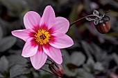 Dahlia Roxy Pink