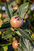 Medlar (Mespilus germanica) maturing fruit, Cotes-dArmor, France