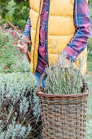 Woman_pruning_a_lavender_a_lavandine_having_finished_flowering