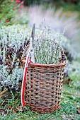 Basket with lavender pruning, lavandine having finished flowering and shears.