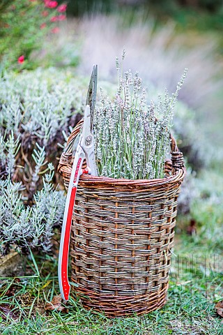 Basket_with_lavender_pruning_lavandine_having_finished_flowering_and_shears