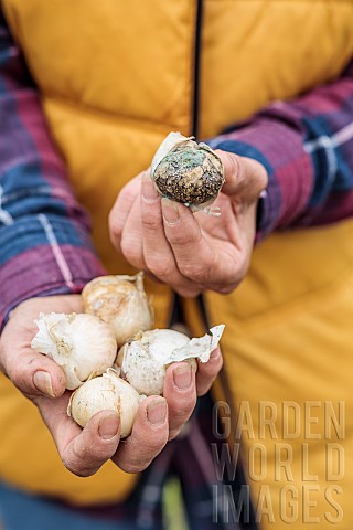 Woman_holding_a_garlic_bulb_affected_by_garlic_mould_Penicillium_allii