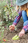 Woman planting tulip bulbs in autumn.