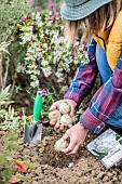 Woman planting hyacinth bulbs in autumn.