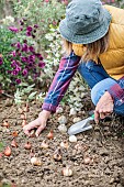 Woman planting bulbs in autumn.