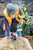 Woman unpacking mail order plants. Grapevine plant bought on the internet.