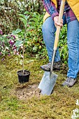 Woman planting a pawpaw (Asimina) step by step. 1: digging the hole.