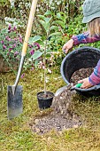 Woman planting a pawpaw (Asimina) step by step. 2: amend the soil.