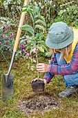 Woman planting a pawpaw (Asimina) step by step. 3: positioning the root ball.