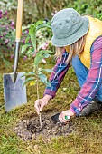 Woman planting a pawpaw (Asimina) step by step. 5: filling in the hole around the root ball.