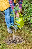 Woman planting a pawpaw (Asimina) step by step. 6: watering in the basin at the foot.