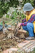 Woman pulling out courgettes affected by powdery mildew, in autumn.