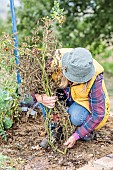 Woman pulling out a tomato plant affected by mildew, in autumn.