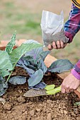 Application of organic fertiliser powder to a row of cabbages.