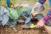 Application of organic fertiliser powder to a row of cabbages.