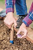 Woman planting a bulb of perpetual leek (Allium polyanthum).