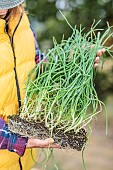 Woman holding onions for transplanting sown in a terrine.