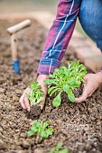 Woman transplanting lambs lettuce in autumn.