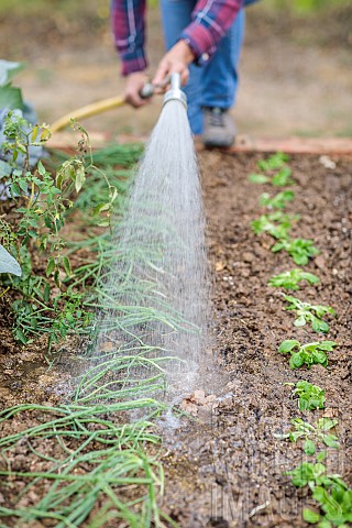 Woman_watering_freshly_transplanted_vegetables_in_a_small_garden