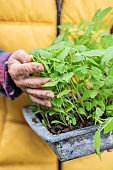 Woman holding a terrine of dahlia seedlings, ready to be transplanted.