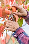 Harvesting persimmons in autumn