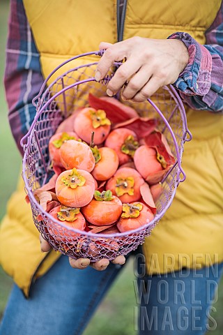Harvesting_persimmons_in_autumn
