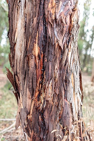 Eucalyptus_trunk_attacked_by_the_eucalyptus_longhorn_Phoracantha_semipunctata_an_invasive_cerambycid