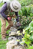 Cleaning old foliage from oriental hellebores