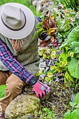 Cleaning old foliage from oriental hellebores